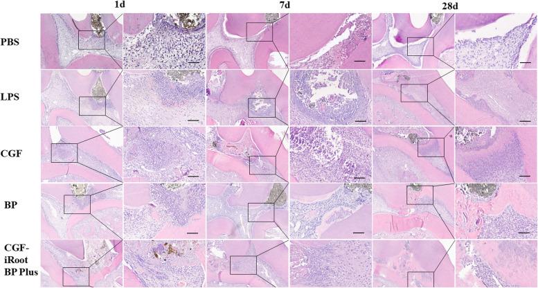 https://cdn.ncbi.nlm.nih.gov/pmc/blobs/7be7/10114309/5b174e484875/12903_2023_2903_Fig6_HTML.jpg