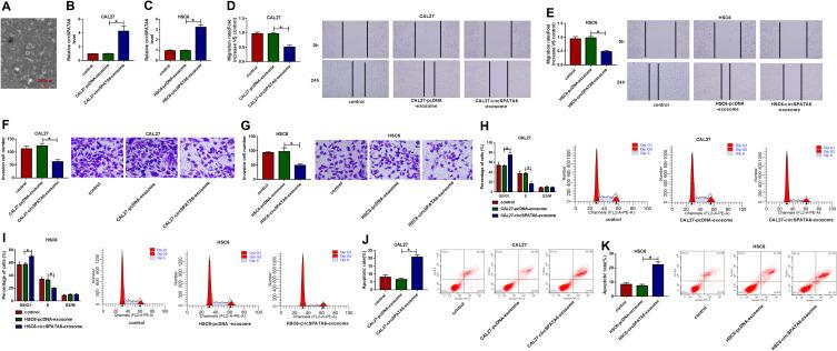 https://cdn.ncbi.nlm.nih.gov/pmc/blobs/7be8/7910102/cedec5e9d185/CMAR-13-1817-g0008.jpg