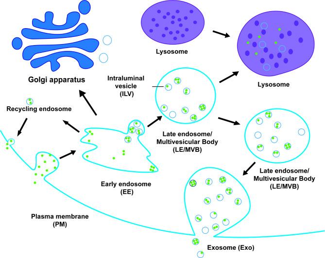 https://cdn.ncbi.nlm.nih.gov/pmc/blobs/7beb/11846194/17741605c6a4/13287_2025_4160_Fig1_HTML.jpg