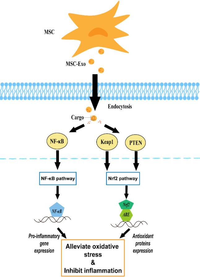 https://cdn.ncbi.nlm.nih.gov/pmc/blobs/7beb/11846194/b0de2bb1dfc3/13287_2025_4160_Fig4_HTML.jpg