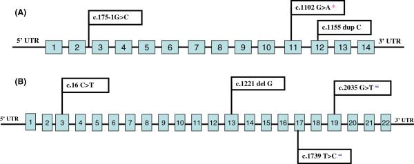 https://cdn.ncbi.nlm.nih.gov/pmc/blobs/7beb/4225572/49a8682d757d/1471-2350-14-119-2.jpg
