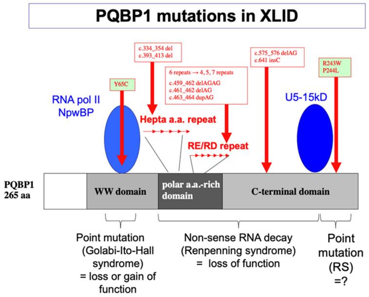 https://cdn.ncbi.nlm.nih.gov/pmc/blobs/7bec/9180999/1bdf697d6a23/ijms-23-06227-g001.jpg