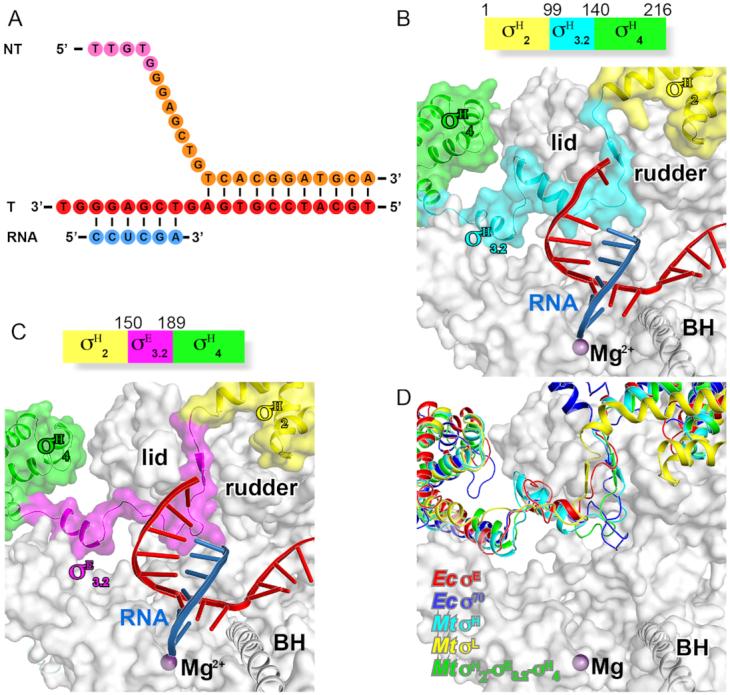 https://cdn.ncbi.nlm.nih.gov/pmc/blobs/7bed/6648896/2d914df82608/gkz470fig3.jpg