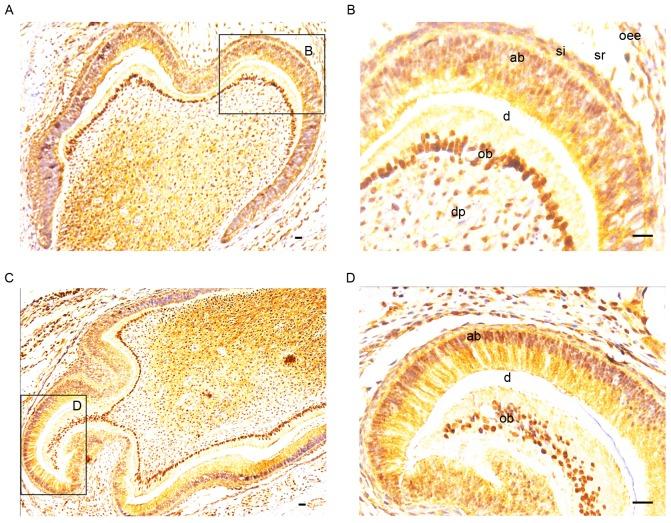 https://cdn.ncbi.nlm.nih.gov/pmc/blobs/7bf0/5639343/0a4507a7eaed/etm-14-04-3507-g01.jpg