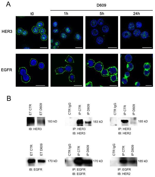 https://cdn.ncbi.nlm.nih.gov/pmc/blobs/7bf2/2917016/c12c06c91e0d/bcr2575-8.jpg