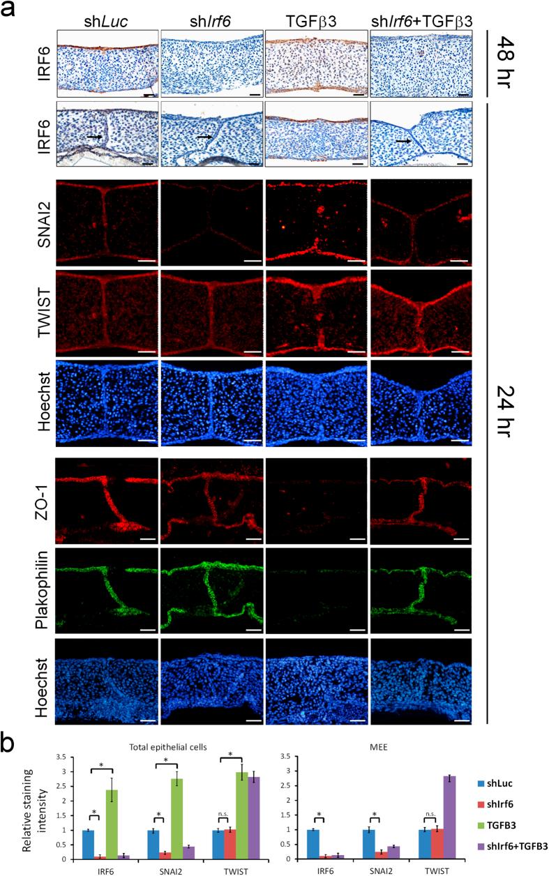 https://cdn.ncbi.nlm.nih.gov/pmc/blobs/7bf6/4523936/1aae665079cc/srep12791-f2.jpg