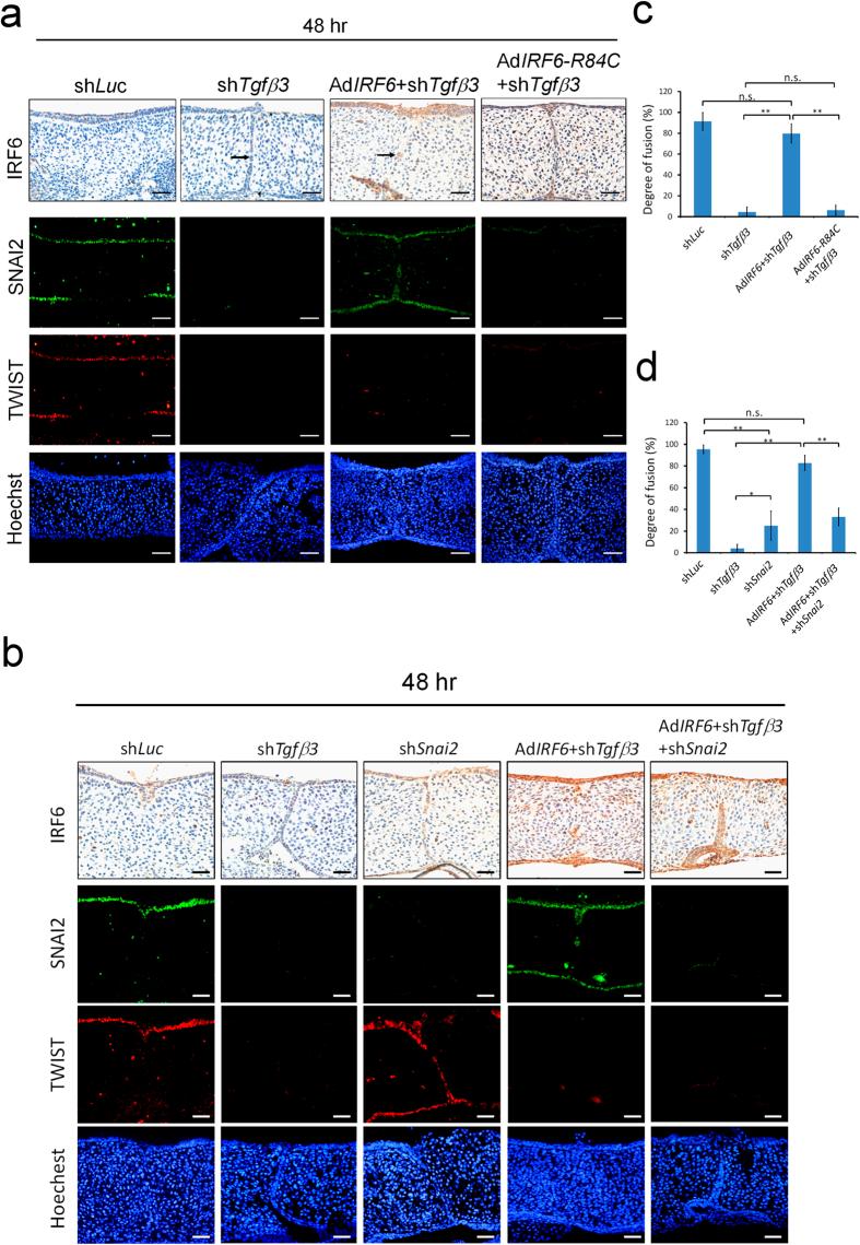 https://cdn.ncbi.nlm.nih.gov/pmc/blobs/7bf6/4523936/e84a9025b5ab/srep12791-f6.jpg