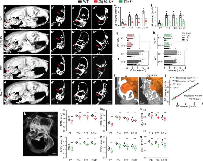https://cdn.ncbi.nlm.nih.gov/pmc/blobs/7bf8/11621701/79e9fdf3d519/41467_2024_54837_Fig6_HTML.jpg