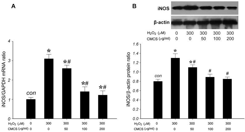 https://cdn.ncbi.nlm.nih.gov/pmc/blobs/7bf8/4270326/e825b187bd61/MMR-11-03-1629-g04.jpg