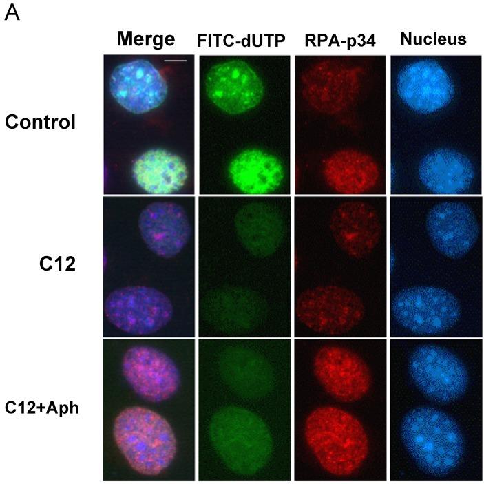 https://cdn.ncbi.nlm.nih.gov/pmc/blobs/7bf8/6245447/07e2ad4258b5/molecules-13-02948-g005a.jpg
