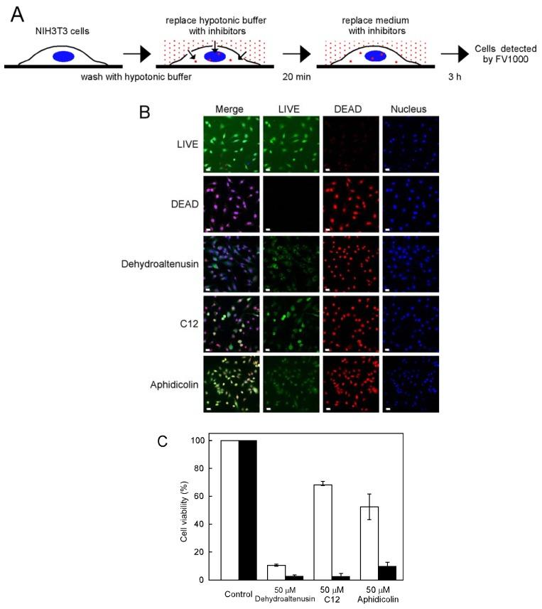 https://cdn.ncbi.nlm.nih.gov/pmc/blobs/7bf8/6245447/107197259fd0/molecules-13-02948-g004.jpg