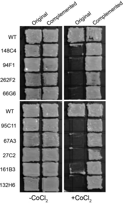 https://cdn.ncbi.nlm.nih.gov/pmc/blobs/7bfe/2528940/54375d8aaeae/ppat.1000155.g002.jpg