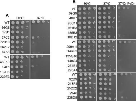 https://cdn.ncbi.nlm.nih.gov/pmc/blobs/7bfe/2528940/6c76ff7d8019/ppat.1000155.g003.jpg