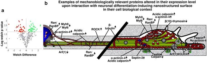 https://cdn.ncbi.nlm.nih.gov/pmc/blobs/7bff/4784317/0f726418ca40/12951_2016_171_Fig9_HTML.jpg
