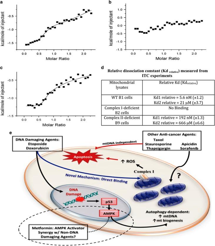 https://cdn.ncbi.nlm.nih.gov/pmc/blobs/7c02/4670921/c5f828cfe48b/cddis2015305f8.jpg