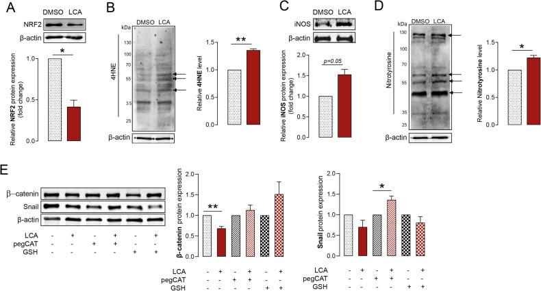 https://cdn.ncbi.nlm.nih.gov/pmc/blobs/7c03/11116504/61bf93821627/41420_2024_2023_Fig4_HTML.jpg