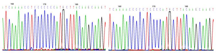 https://cdn.ncbi.nlm.nih.gov/pmc/blobs/7c03/8165653/e8b15de2b294/OTT-14-3461-g0003.jpg