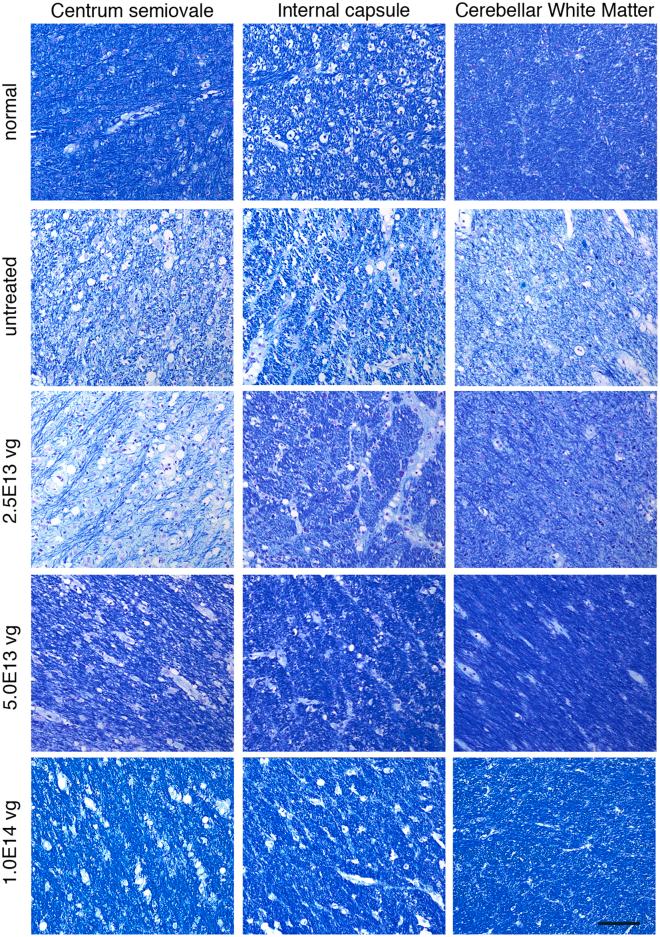 https://cdn.ncbi.nlm.nih.gov/pmc/blobs/7c04/11214173/71cad1f221ce/gr4.jpg