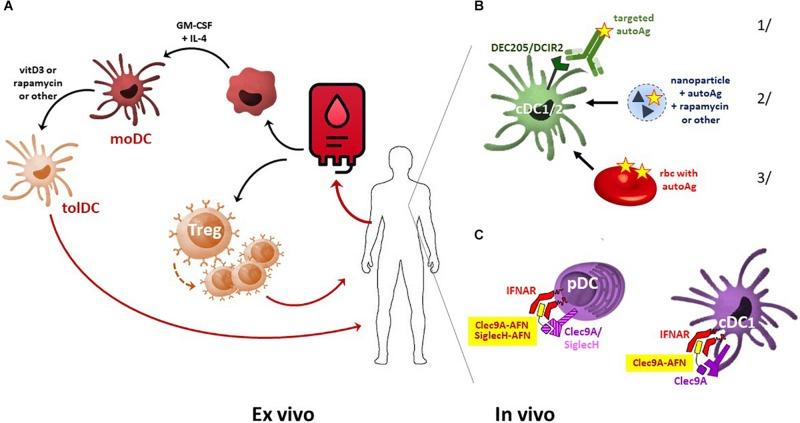 https://cdn.ncbi.nlm.nih.gov/pmc/blobs/7c05/7241419/9583ae0a4b13/fimmu-11-00674-g001.jpg
