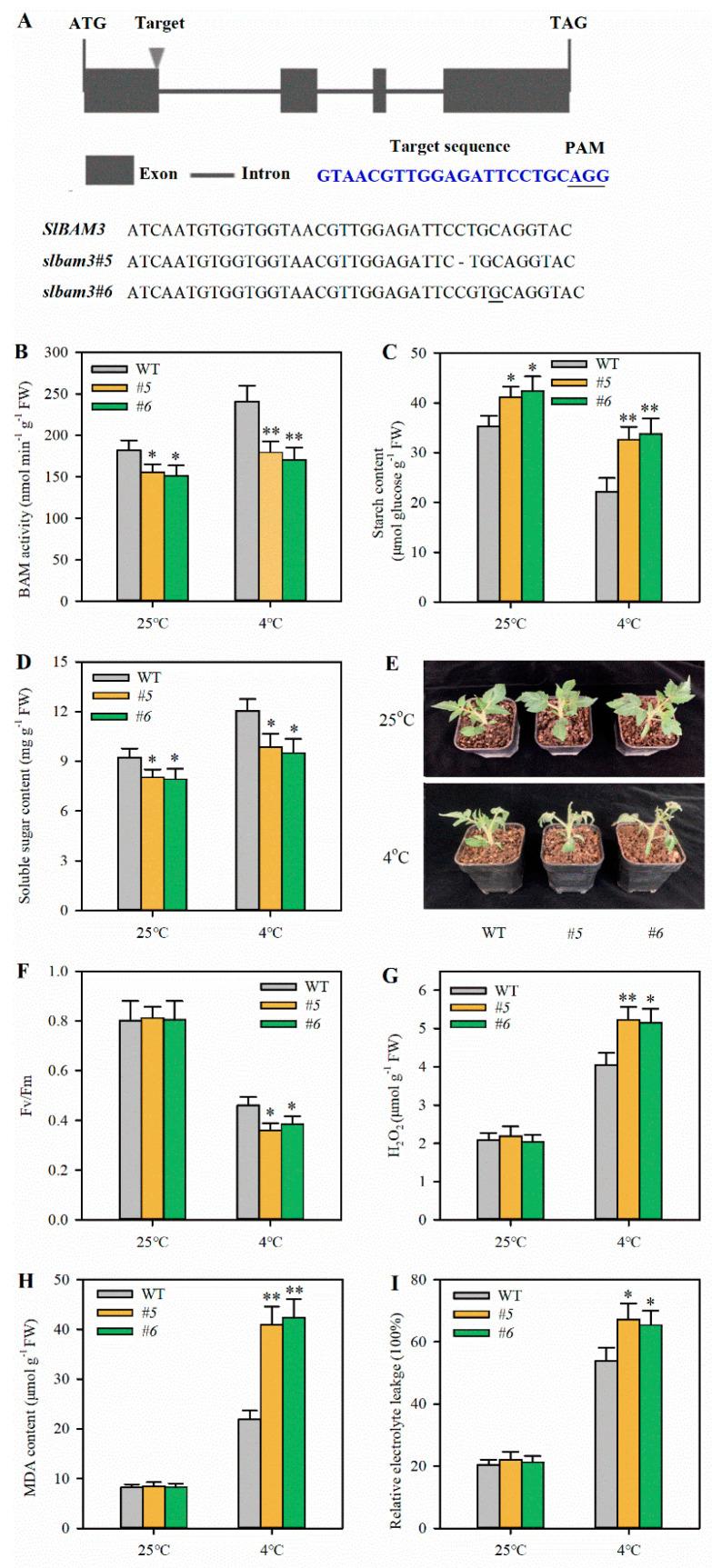 https://cdn.ncbi.nlm.nih.gov/pmc/blobs/7c08/11055051/2969d6640986/plants-13-01055-g002.jpg