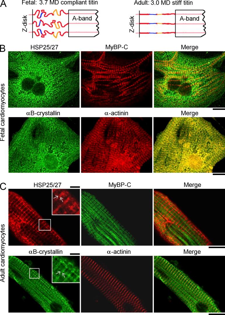https://cdn.ncbi.nlm.nih.gov/pmc/blobs/7c08/3897184/4900fb1324d5/JCB_201306077_Fig6.jpg