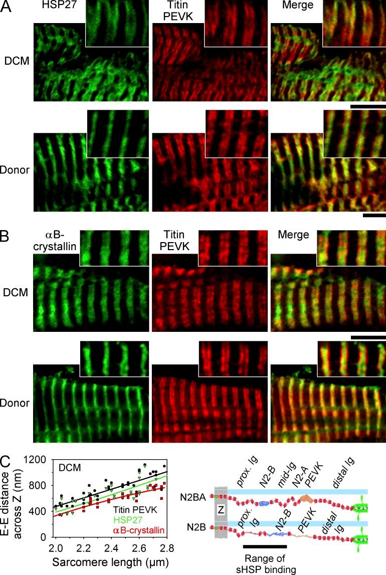 https://cdn.ncbi.nlm.nih.gov/pmc/blobs/7c08/3897184/4bf7d415678b/JCB_201306077_Fig9.jpg