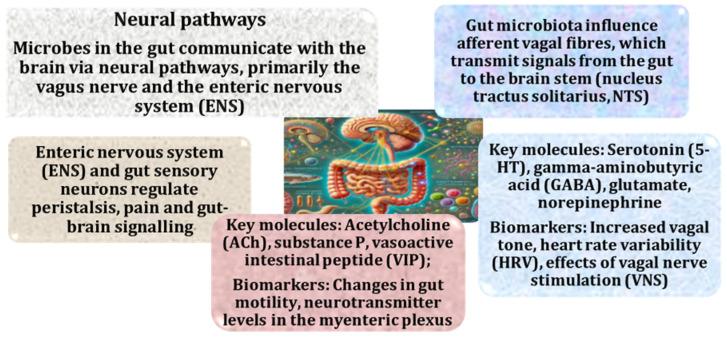 https://cdn.ncbi.nlm.nih.gov/pmc/blobs/7c0a/12027284/89386325b9ab/ijms-26-03658-g002.jpg