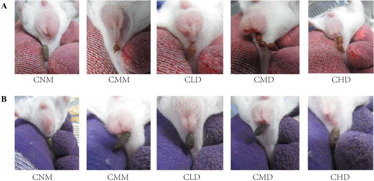 https://cdn.ncbi.nlm.nih.gov/pmc/blobs/7c0c/11830728/ebcd5554f7a8/fcimb-15-1539277-g002.jpg