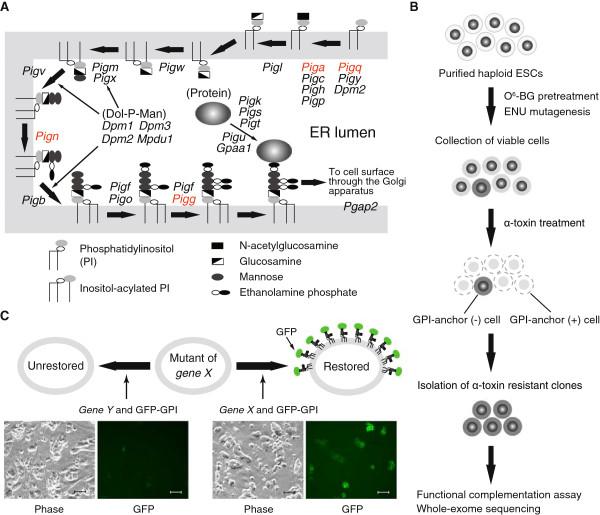 https://cdn.ncbi.nlm.nih.gov/pmc/blobs/7c12/4301880/68c8c0a43749/12864_2014_6837_Fig1_HTML.jpg
