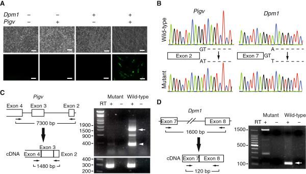 https://cdn.ncbi.nlm.nih.gov/pmc/blobs/7c12/4301880/fced4d0a3564/12864_2014_6837_Fig2_HTML.jpg