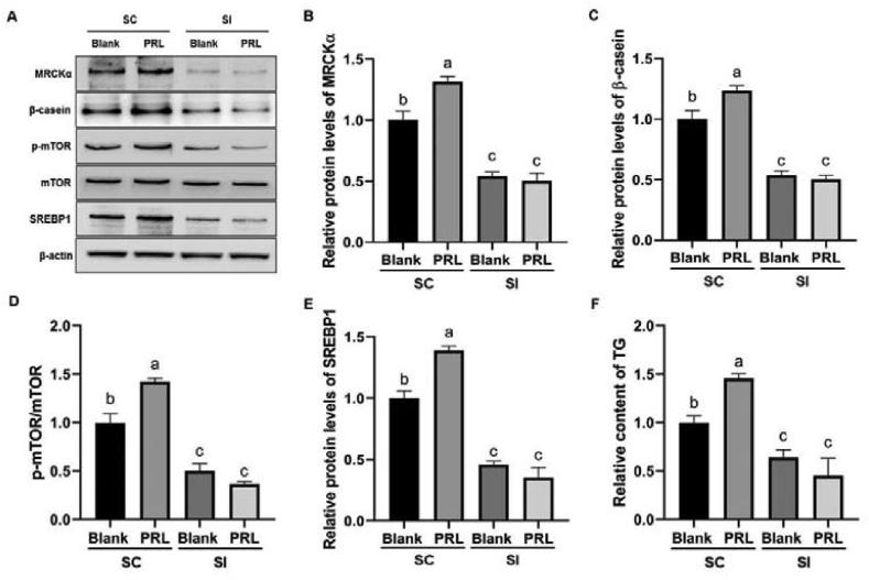 https://cdn.ncbi.nlm.nih.gov/pmc/blobs/7c12/9304597/1ffee0f60324/gr7.jpg