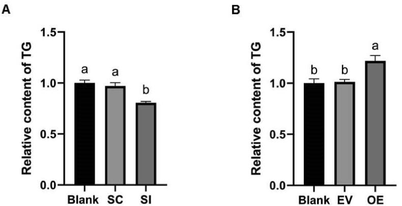 https://cdn.ncbi.nlm.nih.gov/pmc/blobs/7c12/9304597/7d4d390efe89/gr5.jpg
