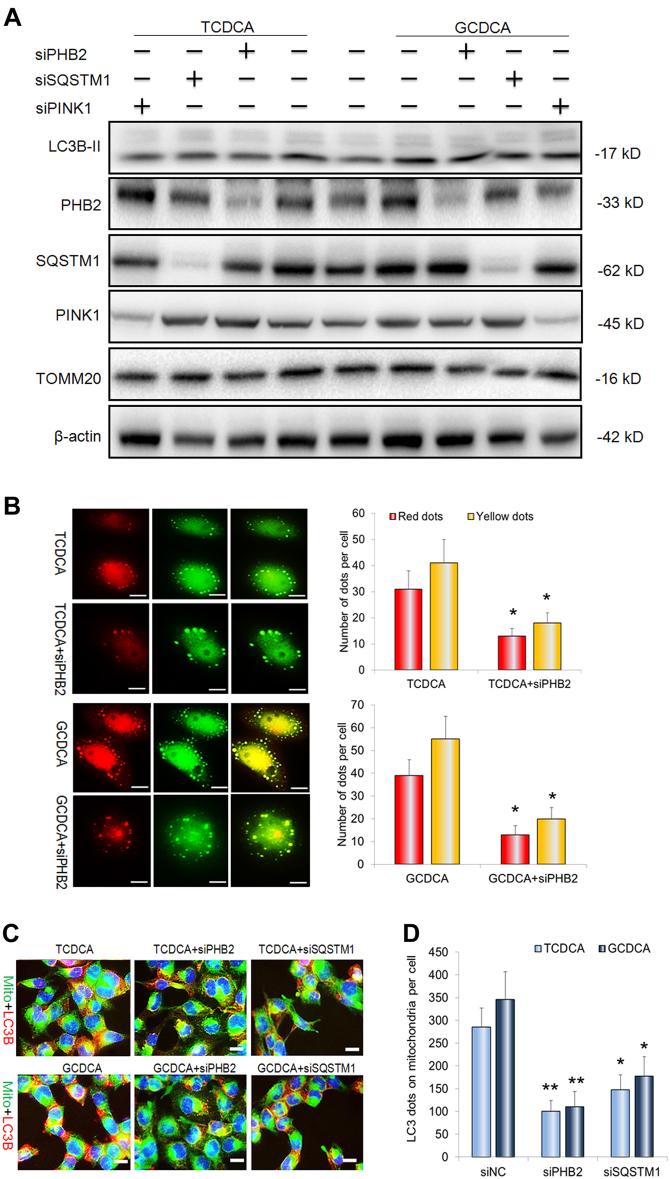 https://cdn.ncbi.nlm.nih.gov/pmc/blobs/7c15/5833850/c04c2c94049f/41419_2017_228_Fig4_HTML.jpg