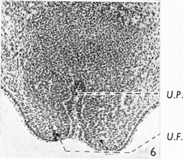 https://cdn.ncbi.nlm.nih.gov/pmc/blobs/7c19/1244859/16145566a33a/janat00458-0018-e.jpg