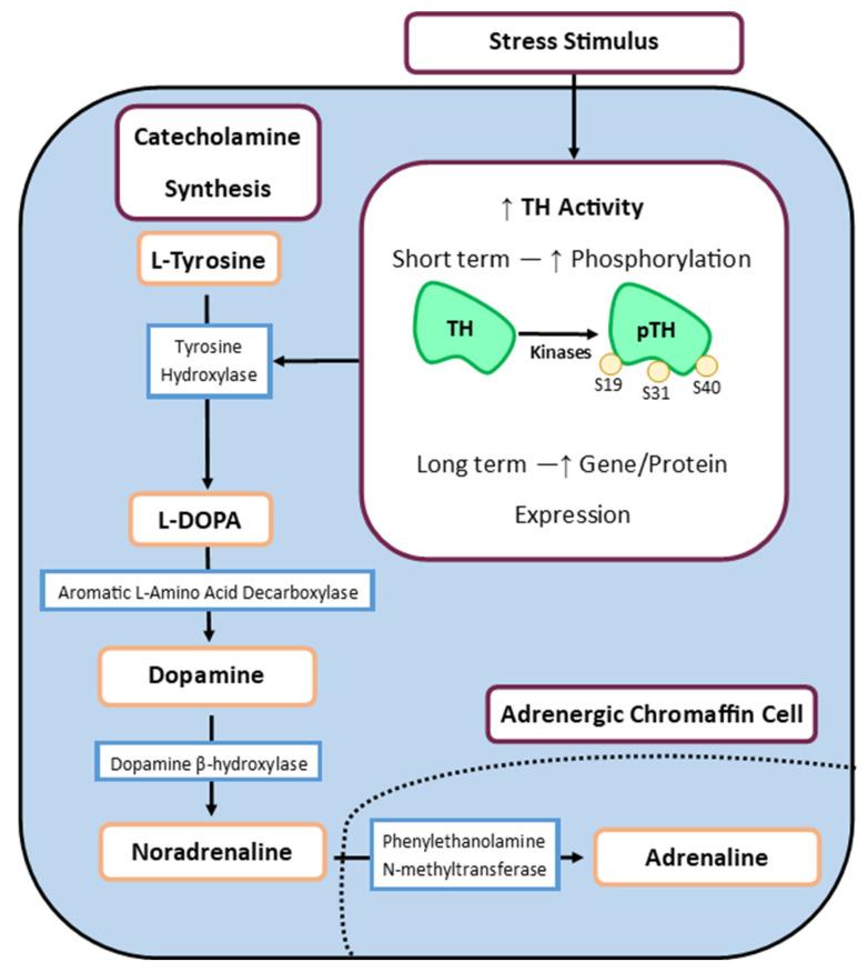 https://cdn.ncbi.nlm.nih.gov/pmc/blobs/7c1d/10890365/0f734a8a6147/metabolites-14-00100-g003.jpg