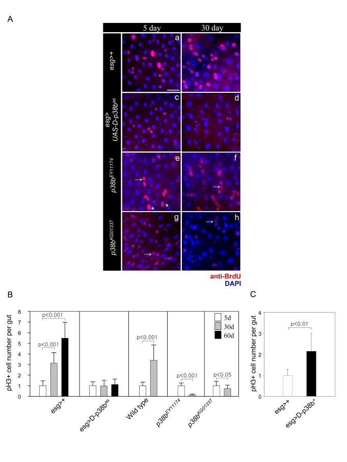 https://cdn.ncbi.nlm.nih.gov/pmc/blobs/7c1f/2806044/042e8c5bacfc/aging-01-637-g002.jpg