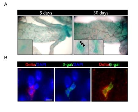 https://cdn.ncbi.nlm.nih.gov/pmc/blobs/7c1f/2806044/2993cbd5b431/aging-01-637-g001.jpg