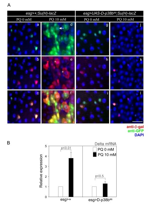 https://cdn.ncbi.nlm.nih.gov/pmc/blobs/7c1f/2806044/477afd863701/aging-01-637-g005.jpg