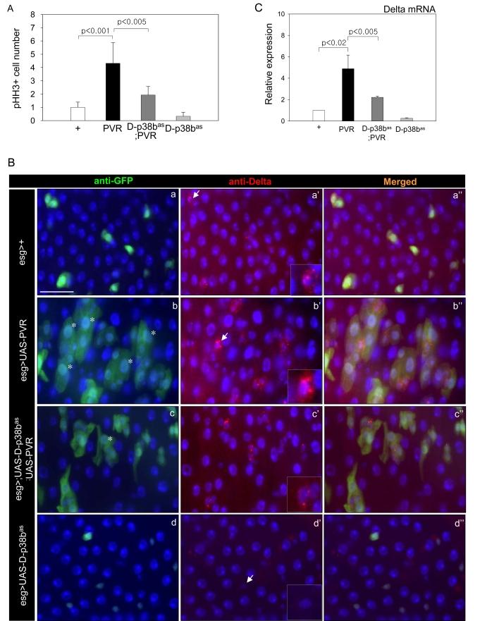 https://cdn.ncbi.nlm.nih.gov/pmc/blobs/7c1f/2806044/b418c5ed4407/aging-01-637-g006.jpg