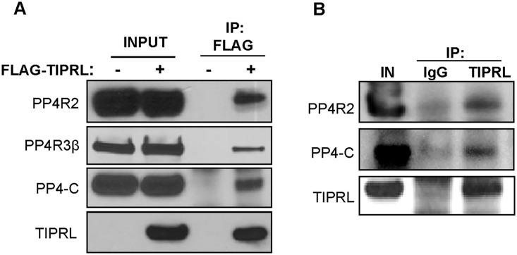 https://cdn.ncbi.nlm.nih.gov/pmc/blobs/7c1f/4696667/bd45d51c0e0b/pone.0145938.g001.jpg