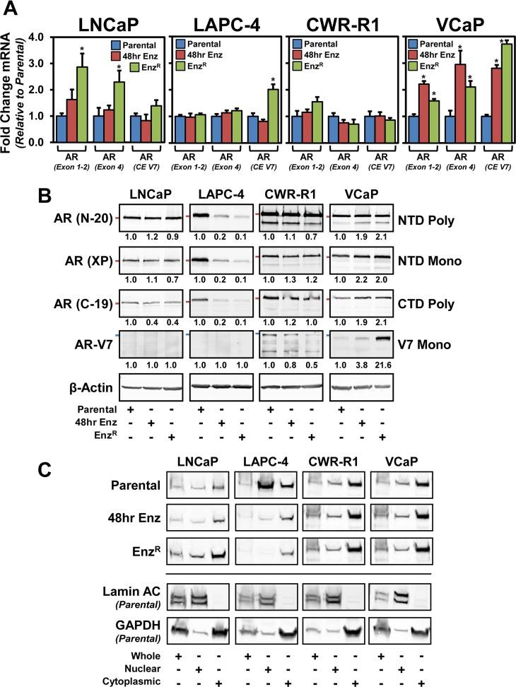 https://cdn.ncbi.nlm.nih.gov/pmc/blobs/7c1f/5041979/e276799cc999/oncotarget-07-26259-g003.jpg