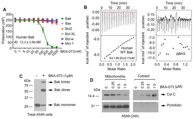 https://cdn.ncbi.nlm.nih.gov/pmc/blobs/7c1f/8344021/c85c69d5a0ae/thnov11p8500g002.jpg