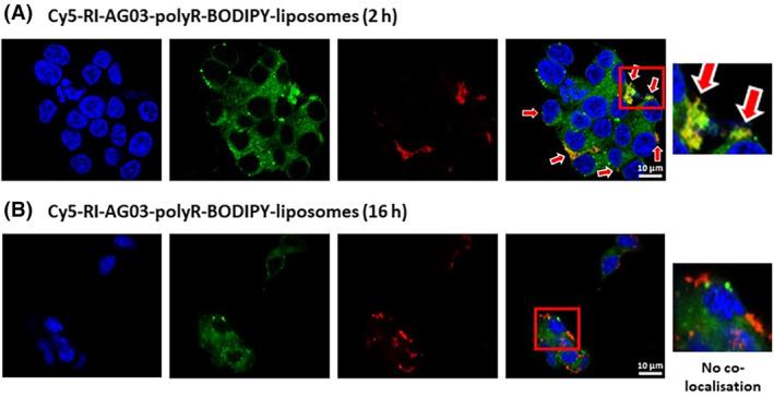 https://cdn.ncbi.nlm.nih.gov/pmc/blobs/7c23/11163028/56348ee7a7ed/JCMM-28-e18477-g005.jpg