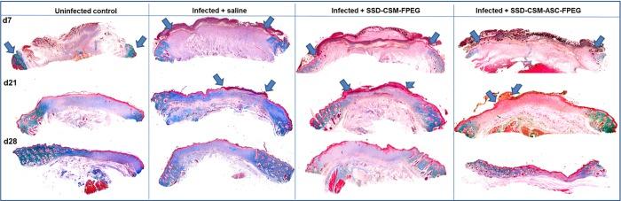 https://cdn.ncbi.nlm.nih.gov/pmc/blobs/7c24/6563979/32546217170c/pone.0217965.g006.jpg