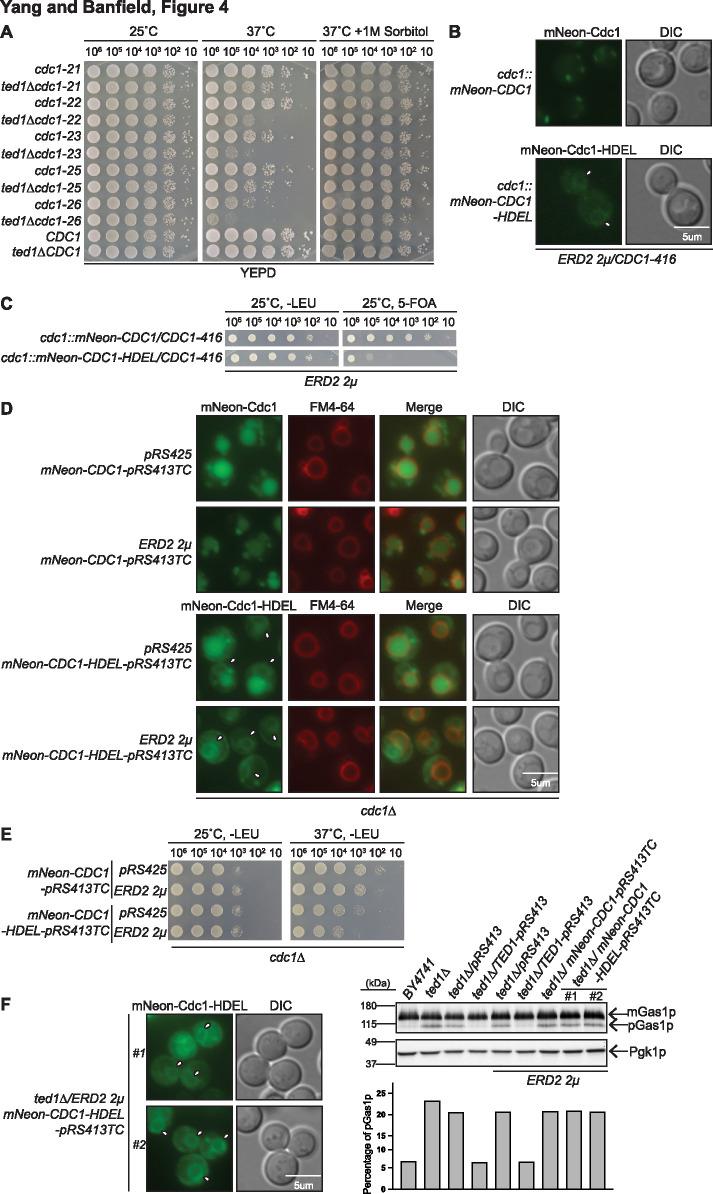 https://cdn.ncbi.nlm.nih.gov/pmc/blobs/7c24/7927193/bbcfc96853c7/mbc-31-2883-g004.jpg