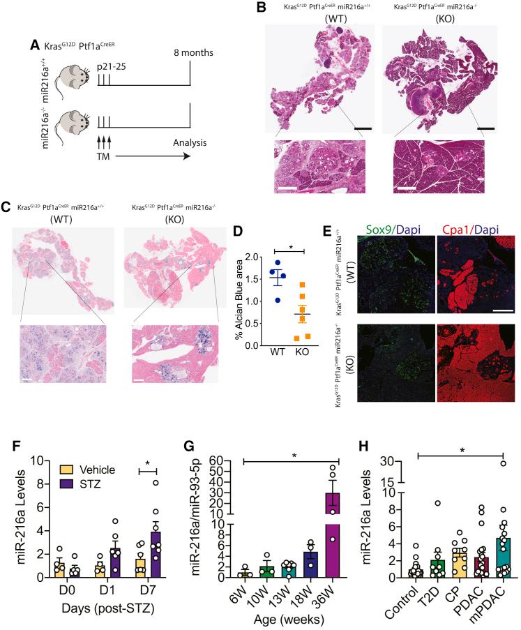 https://cdn.ncbi.nlm.nih.gov/pmc/blobs/7c29/8606901/0452f9a438be/gr6.jpg
