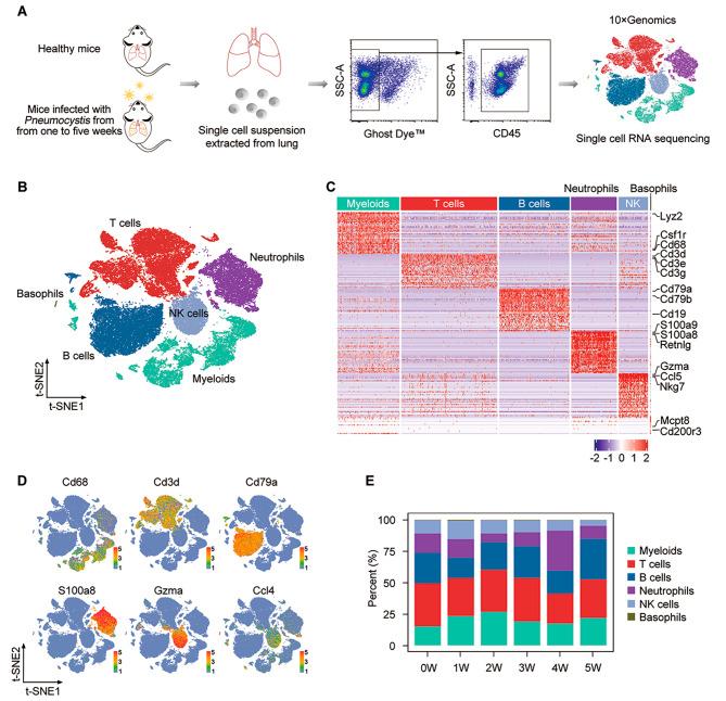https://cdn.ncbi.nlm.nih.gov/pmc/blobs/7c2d/10845524/7ee3d2bb52fb/12931_2024_2709_Fig1_HTML.jpg