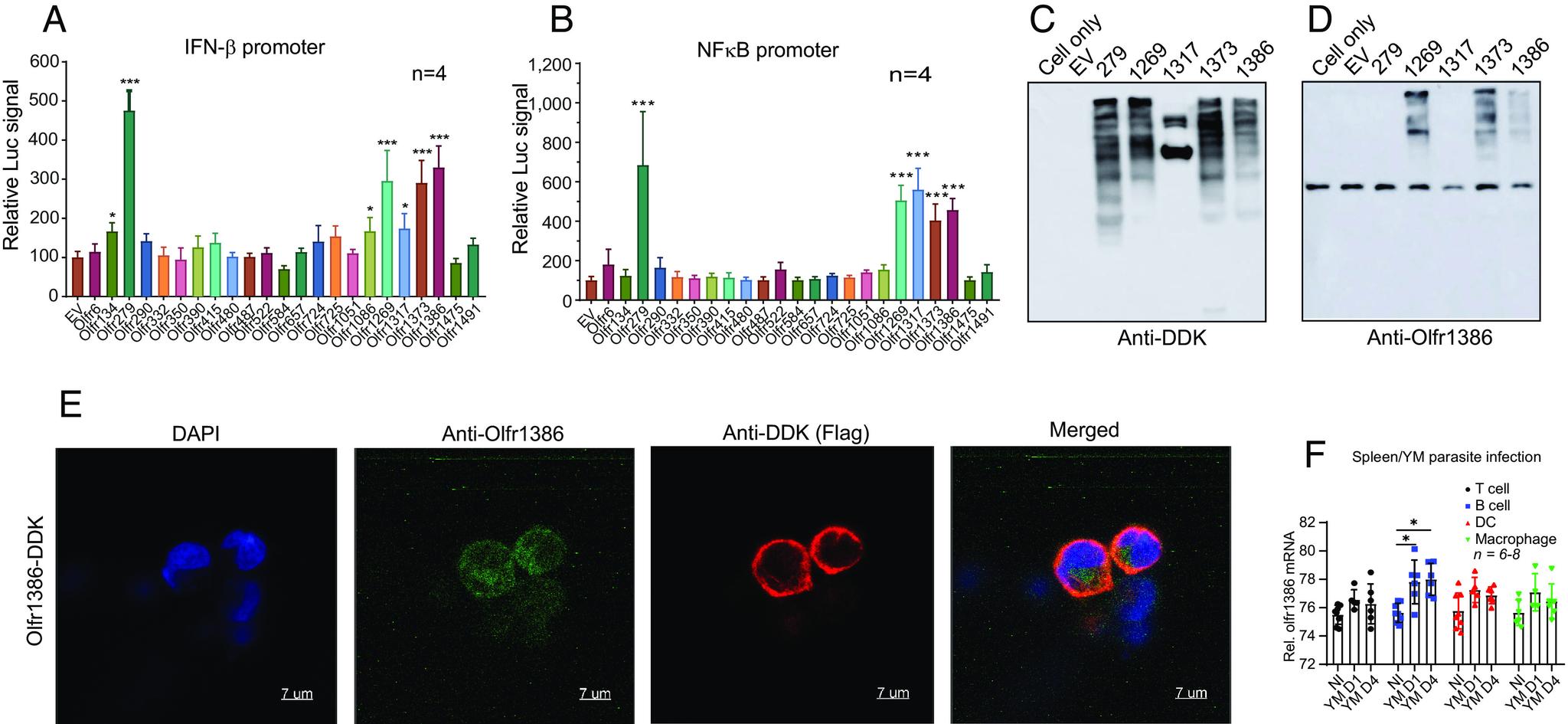 https://cdn.ncbi.nlm.nih.gov/pmc/blobs/7c2d/11161801/dc5a348e4566/pnas.2403796121fig03.jpg