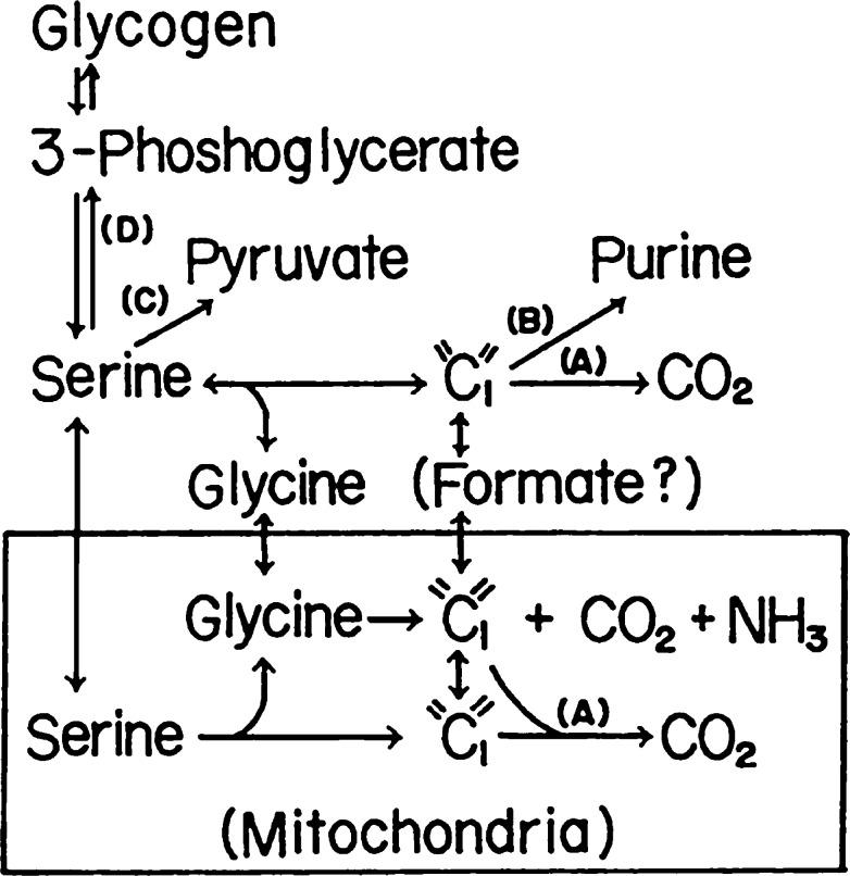 https://cdn.ncbi.nlm.nih.gov/pmc/blobs/7c2d/3666648/6291d75b6fd9/pjab-84-246f6.jpg
