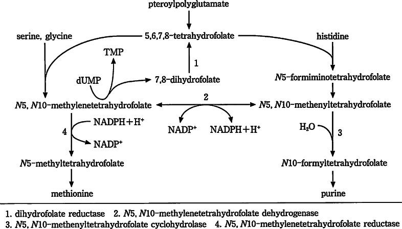 https://cdn.ncbi.nlm.nih.gov/pmc/blobs/7c2d/3666648/7bb1937ced25/pjab-84-246f9.jpg